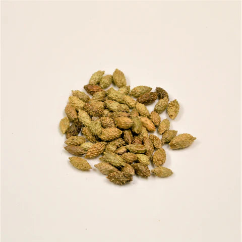 Cang Er Zi | Fructus Xanthii