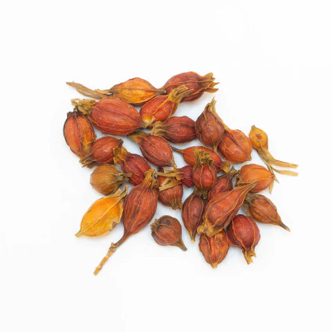 Zhi Zi (sheng) | Fructus Gardeniae