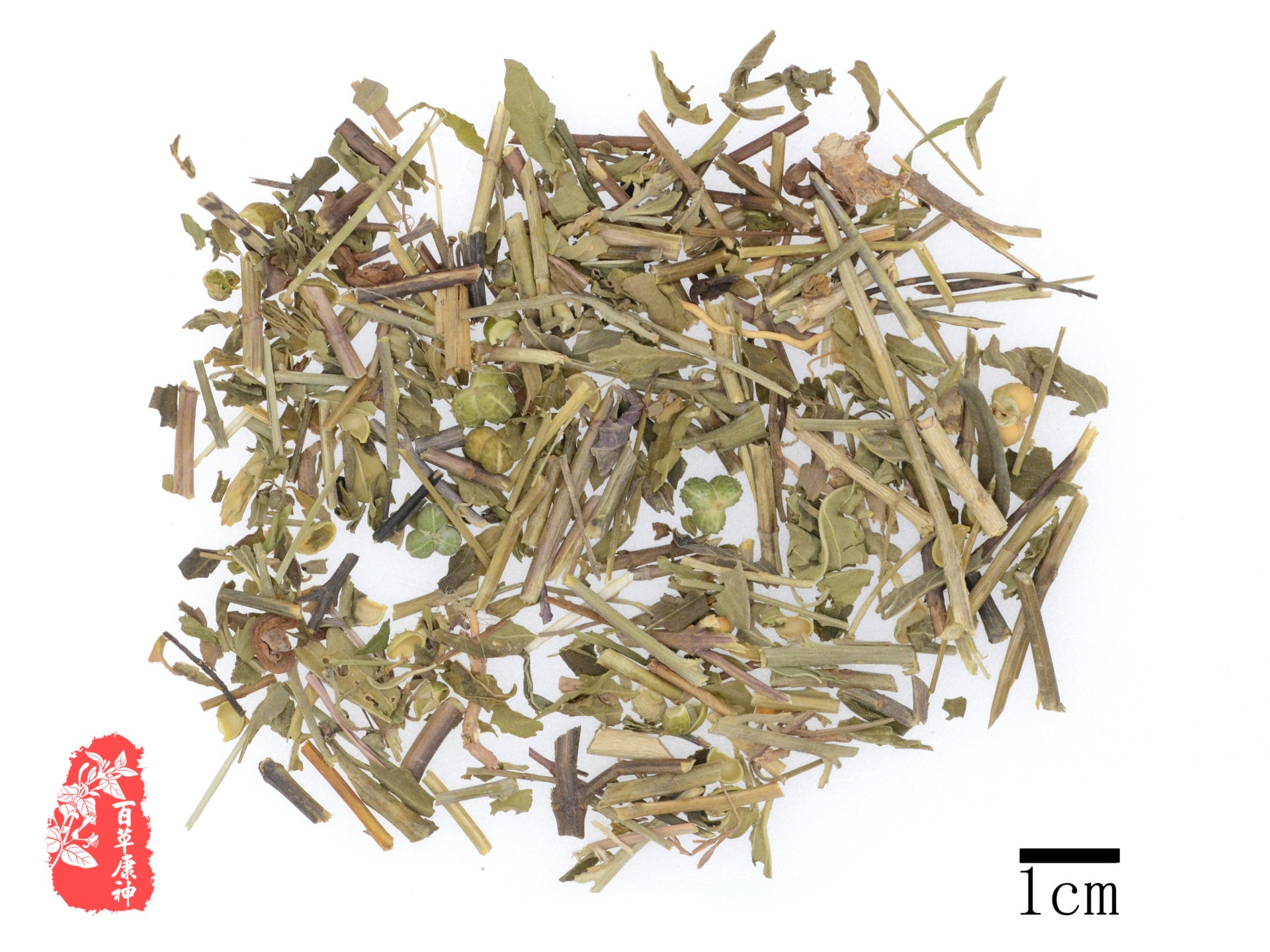 Tou Gu Cao | Speranskia Tuberculatae