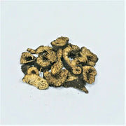 Sheng Ma | Rhizom Cimicifugae