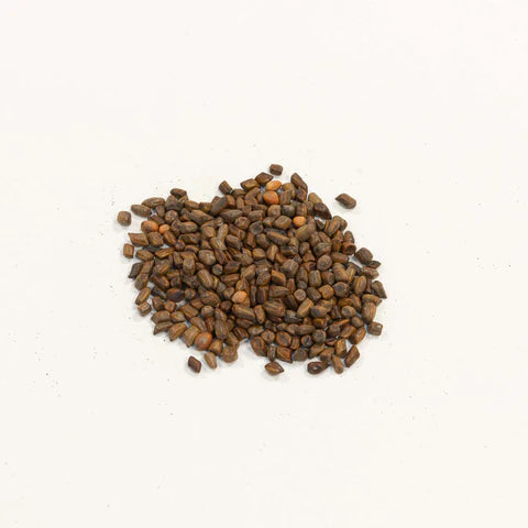 Cao Jue Ming | Semen cassiae