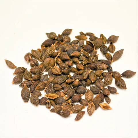 Lian Qiao | Fructus Forsythiae
