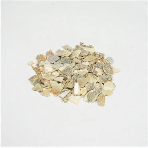 Concha Margaritifera Usta