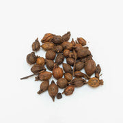 Zhi Zi (chao) | Fructus Gardeniae Preparata