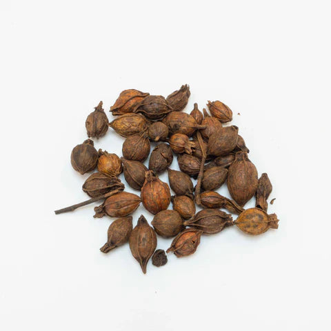 Zhi Zi (chao) | Fructus Gardeniae Preparata